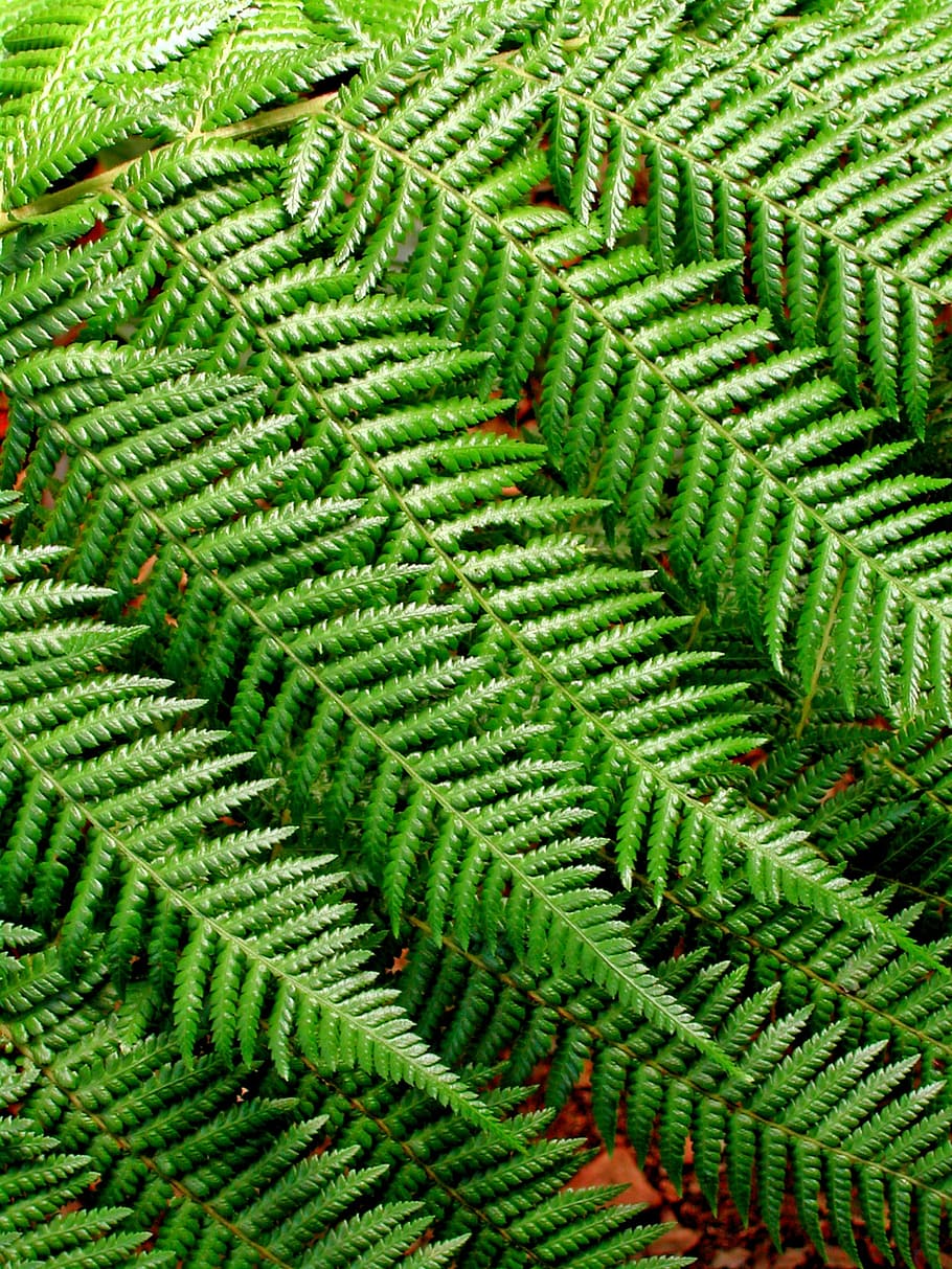 fern, background pattern, leaves, nature, design, plant, green HD wallpaper