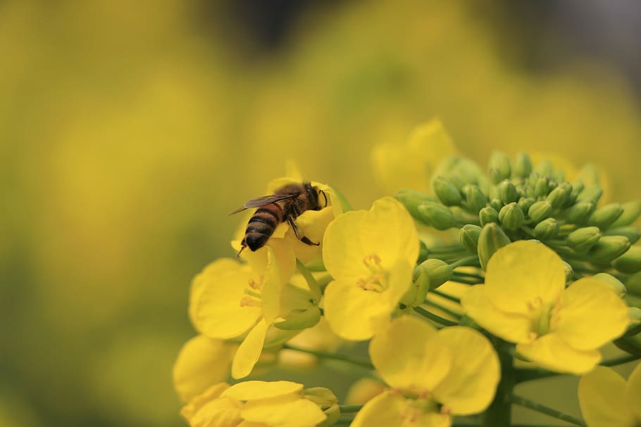 simple, spring, warm, flower, flowering plant, beauty in nature HD wallpaper