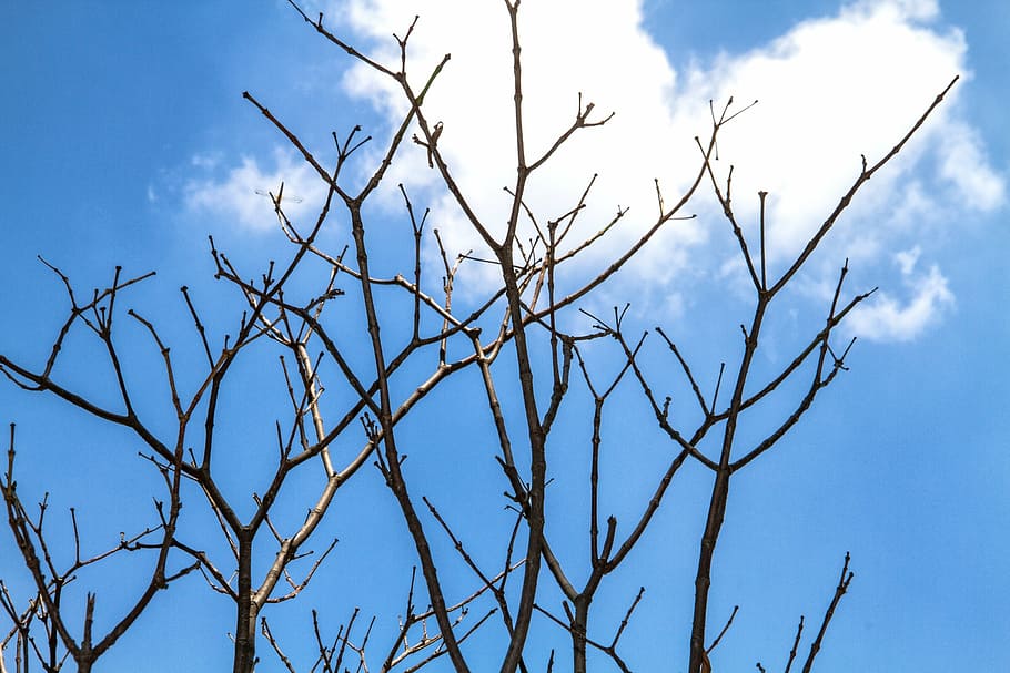 twigs, backlit, sky, tree, nature, branch, blue, outdoors, cloud - sky HD wallpaper