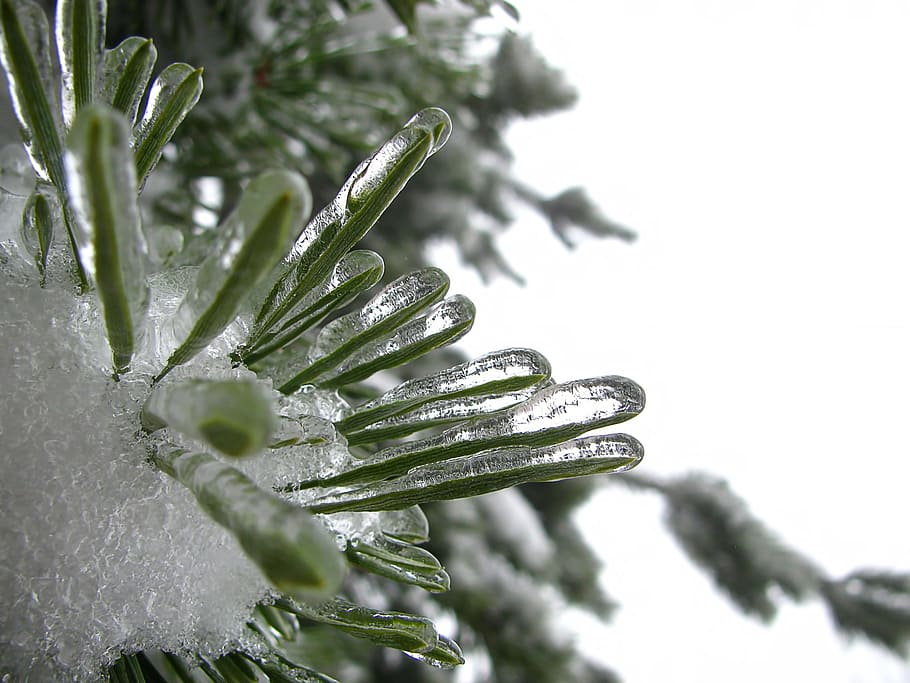 shallow focus photography of green leaf, winter, tree, branch HD wallpaper