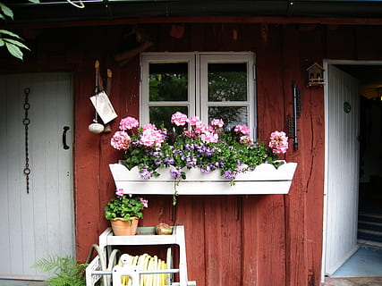 pink petaled flowers in white container outside house during daytime HD wallpaper