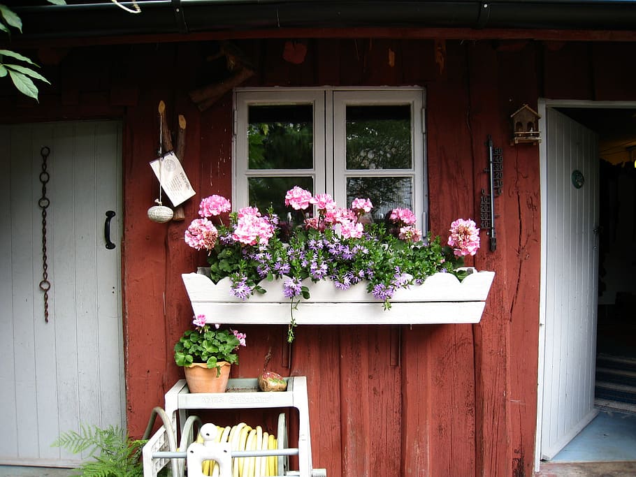pink petaled flowers in white container outside house during daytime HD wallpaper