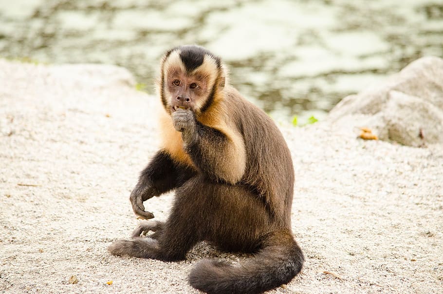capuchin, monkey, äffchen, zoo, tiergarten, funny, cute, eat HD wallpaper
