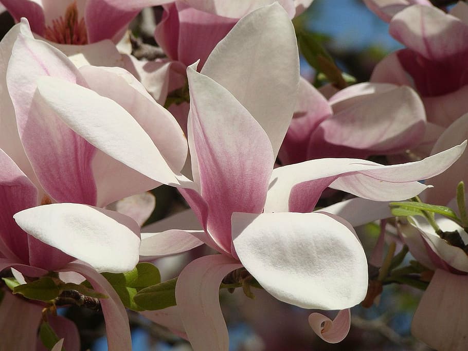 flower, flora, spring, pink, white, tree, nature, plant, petal HD wallpaper