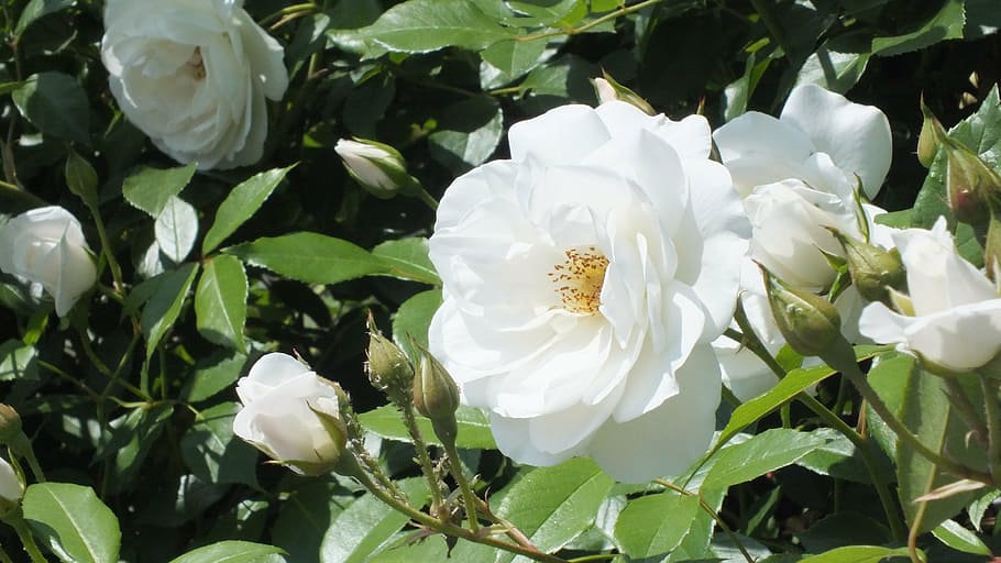 rose, white, flowers, spring, flowering plant, beauty in nature HD wallpaper