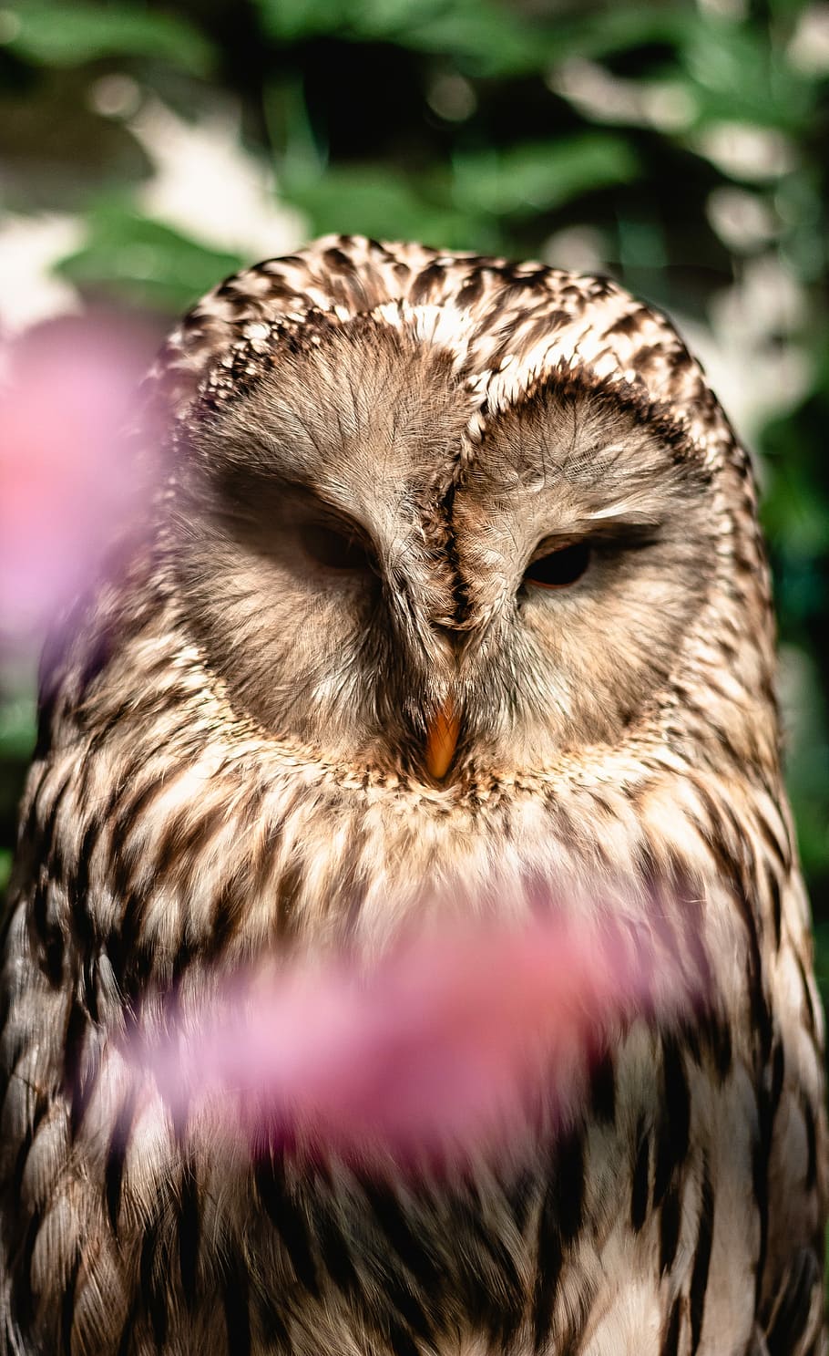 selected focus photo of brown owl, brown barn owl selective focus photography HD wallpaper