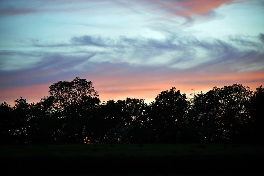 storm, sky, wales, clouds, trees silhouettes, pink sunset, plant HD wallpaper