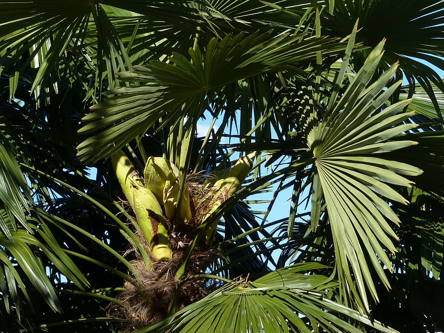 palm, tree, date palm, shade tree, leaves, wedel, canary island date palm HD wallpaper
