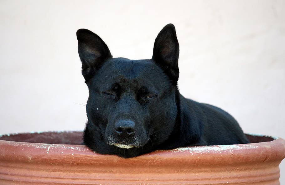 dog, bumentopf, pitbull, rest, concerns, hide, relax, sleep, HD wallpaper