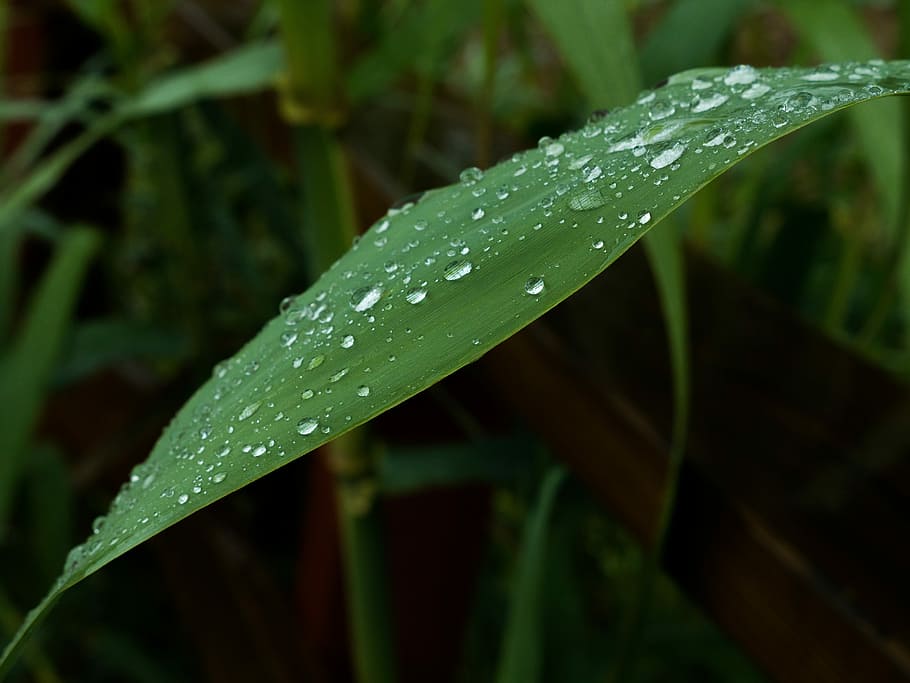 Leaves, Drops, Green, Grass, rain, nature, plants, garden, forest HD wallpaper