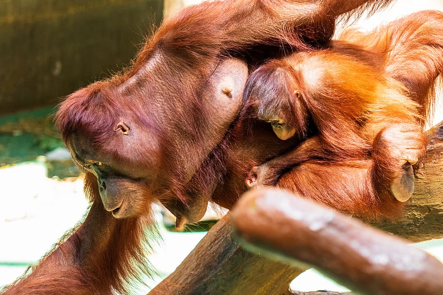 Hd Wallpaper Orang Utan Monkey Primate Orangutan Animal