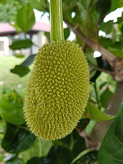 jackfruit, sweet, tropical, organic, fresh, delicious, natural HD wallpaper