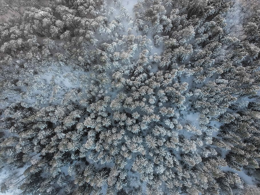 -11*C flight, aerial photography of snow cap pine trees, drone HD wallpaper