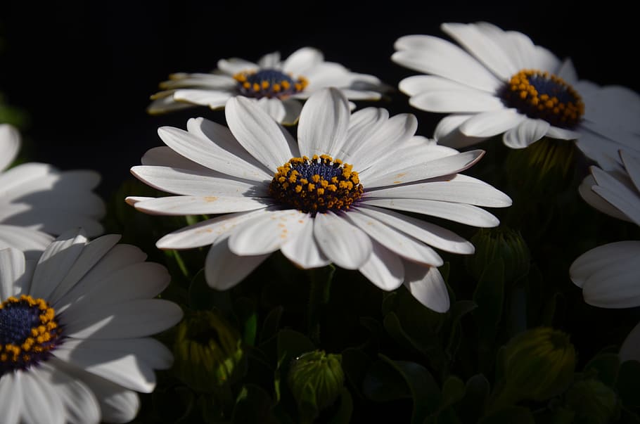 flower, white, orange, blue, green, plant, bloom, blossom, nature HD wallpaper