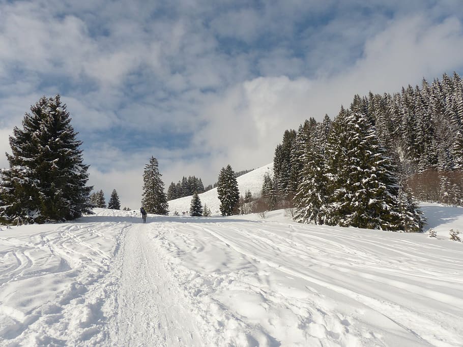 low angle photography of pine trees under white and blue sky HD wallpaper