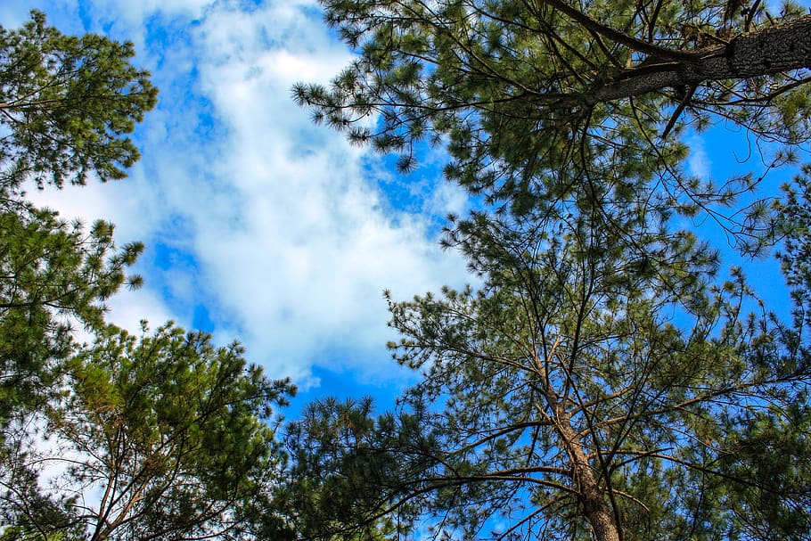 pine forest, view, tree, natural, outdoor, wood, spring, pine tree HD wallpaper