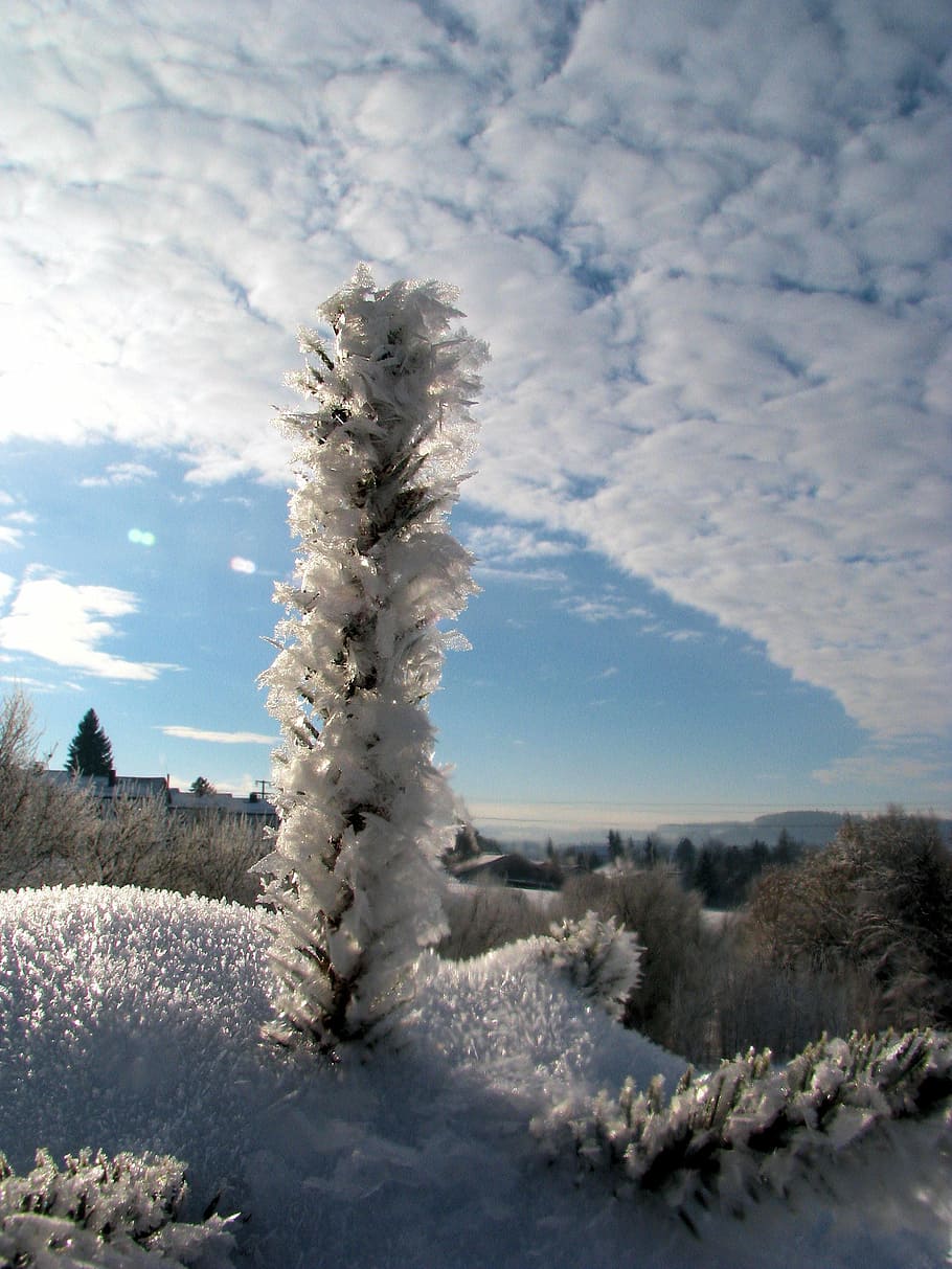 winter, snow, eiskristalle, plant, cloud - sky, cold temperature HD wallpaper