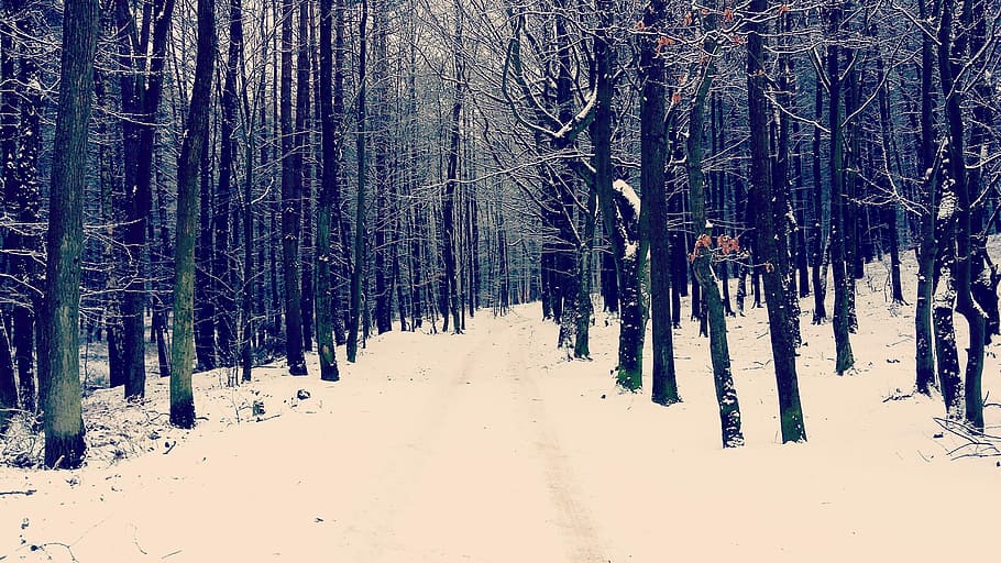 Forest, Winter, Snow, Poland, Rumia, cold temperature, tree HD wallpaper