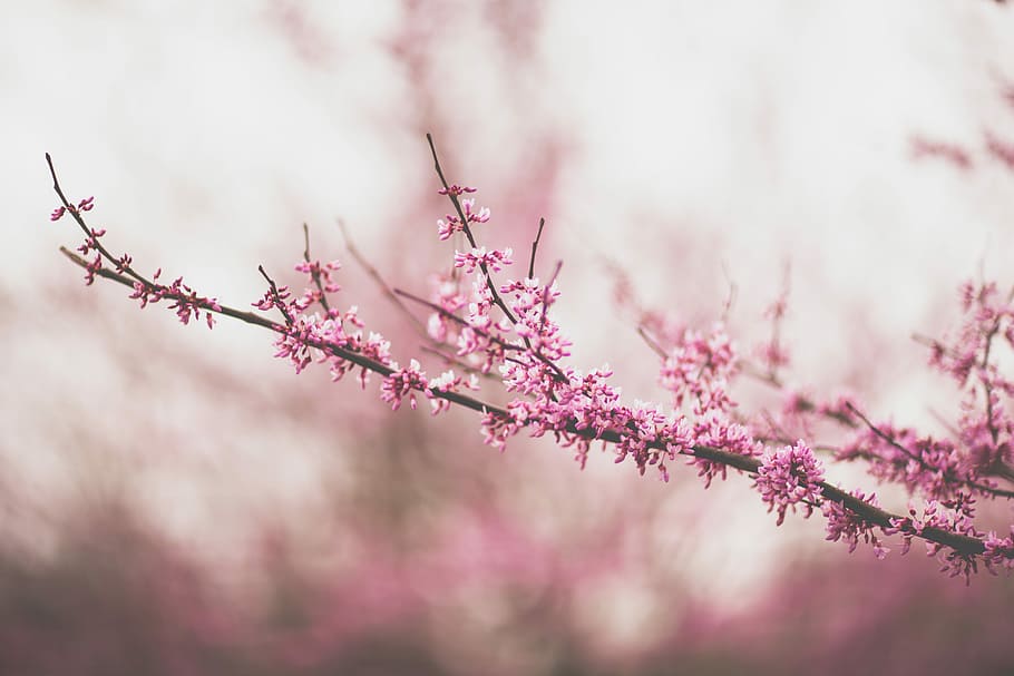 selective focus of cherry blossom tree, pink fringe flowering tree close up photo HD wallpaper