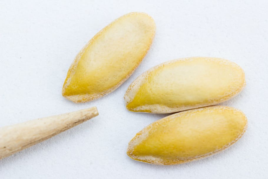 seeds, melon, selection, planting, future, embryo, food, fruit HD wallpaper
