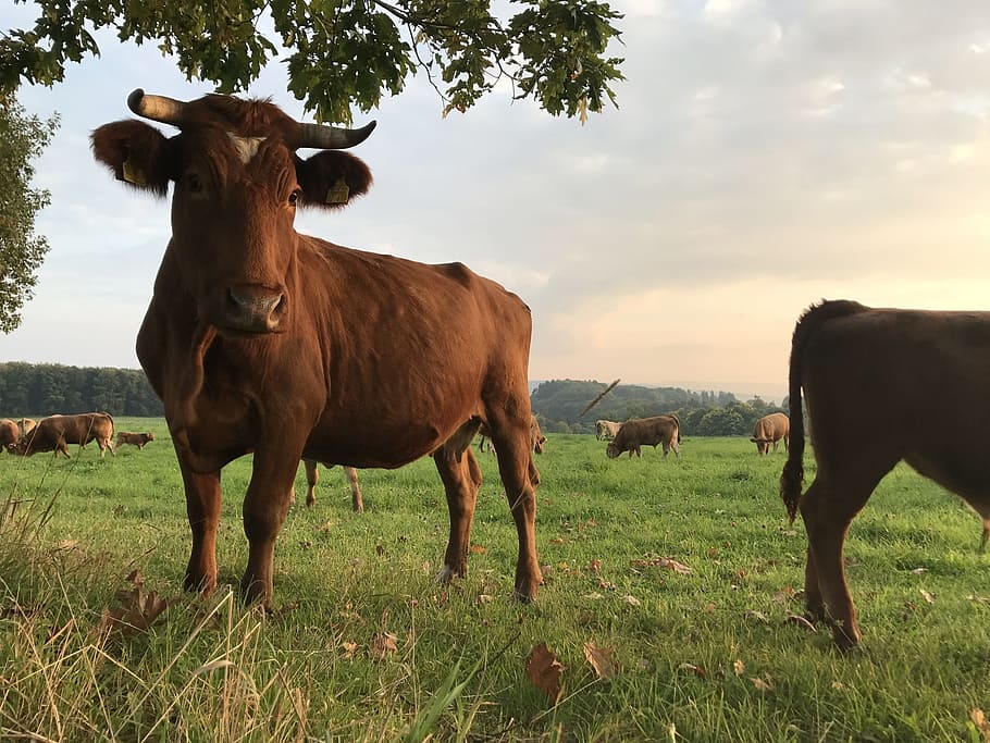 beef, cow, cattle, cows, pasture, animal, graze, nature, meadow HD wallpaper
