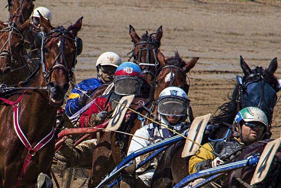 Competition, Trotting, Race, sporting competition, horse, ride, HD wallpaper