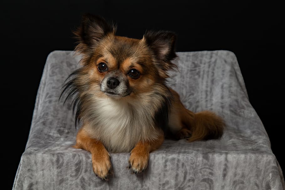 closeup photography of tan long hair Chihuahua dog on grey textile, HD wallpaper