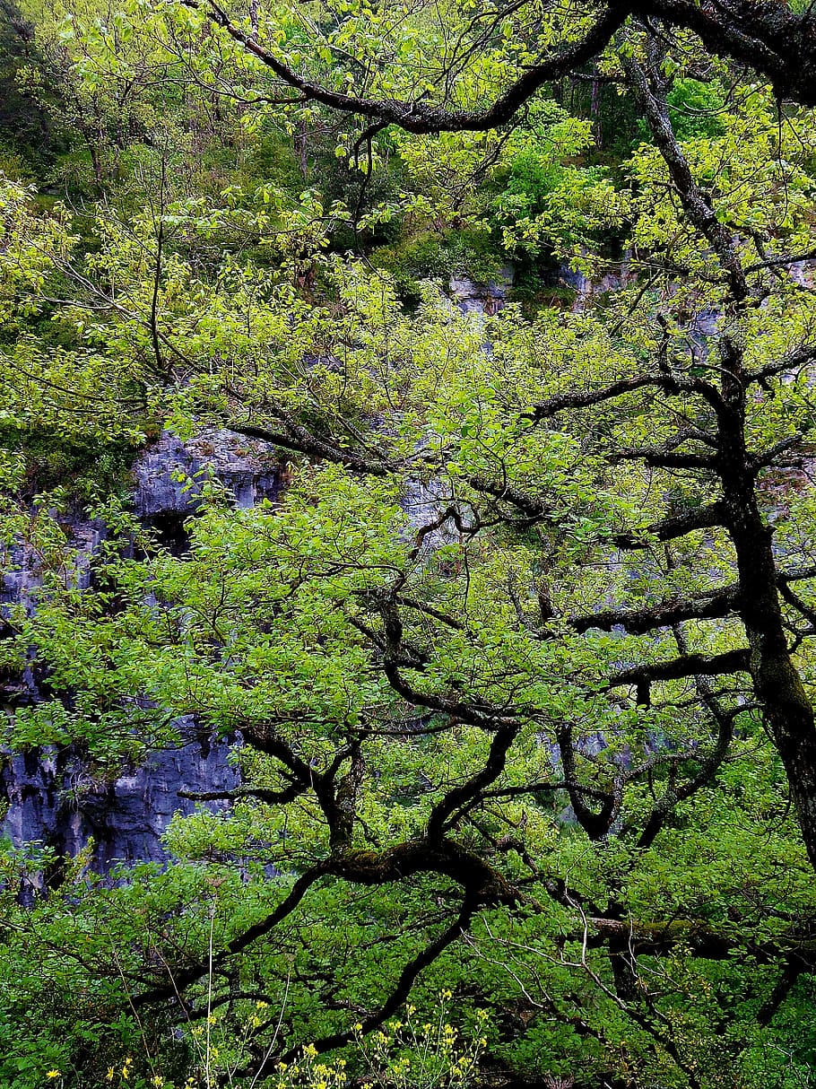 branch, branches, tree, green, contrast, cliff, nature, forest HD wallpaper
