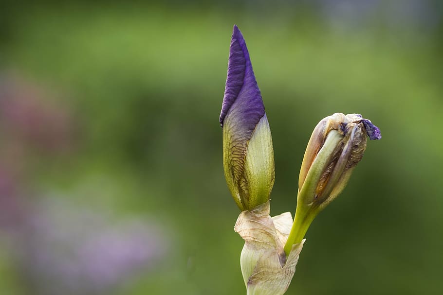 iris, bud, flower, blue, plant, nature, garden, close, beauty in nature HD wallpaper
