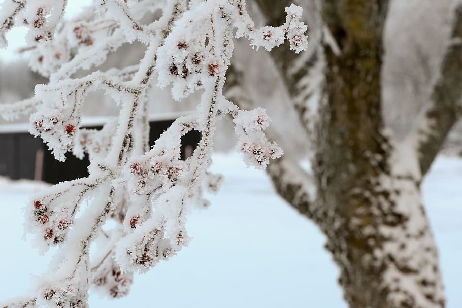 tree, winter, frost, snow, nature, landscape, cold temperature HD wallpaper