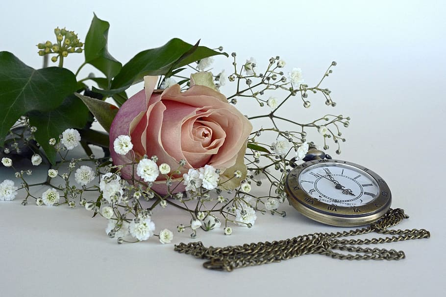 pink rose and round silver-colored pocket watch, blossom, bloom HD wallpaper