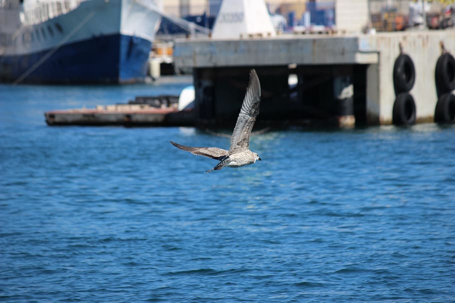 Gull, Nature, Fly, Summer, flying, flight, bird, seabird, animal HD wallpaper