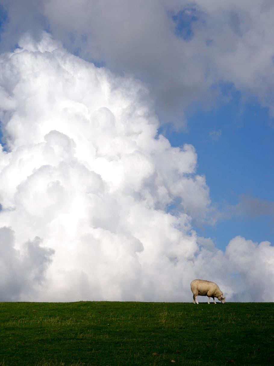 clouds, sheep, nature, dike, landscape, pasture, grass, rural Scene HD wallpaper