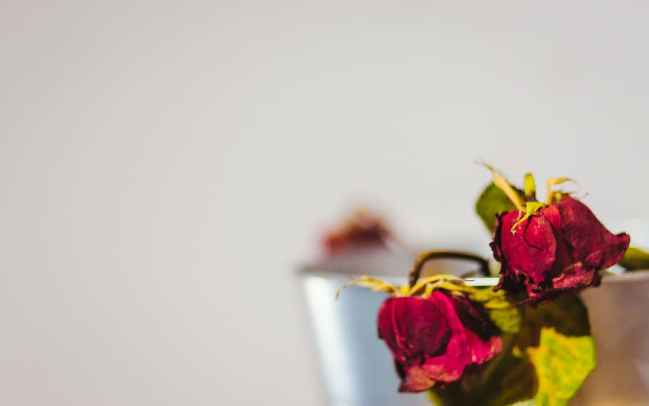 red roses on selective focus photo, photography, withered, flowers, HD wallpaper