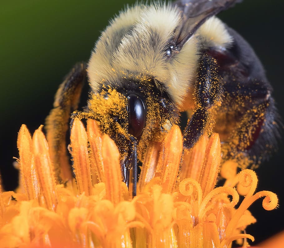 yellow carpenter bee perched on orange flower, macro shot of carpenter bee sipping on flower HD wallpaper