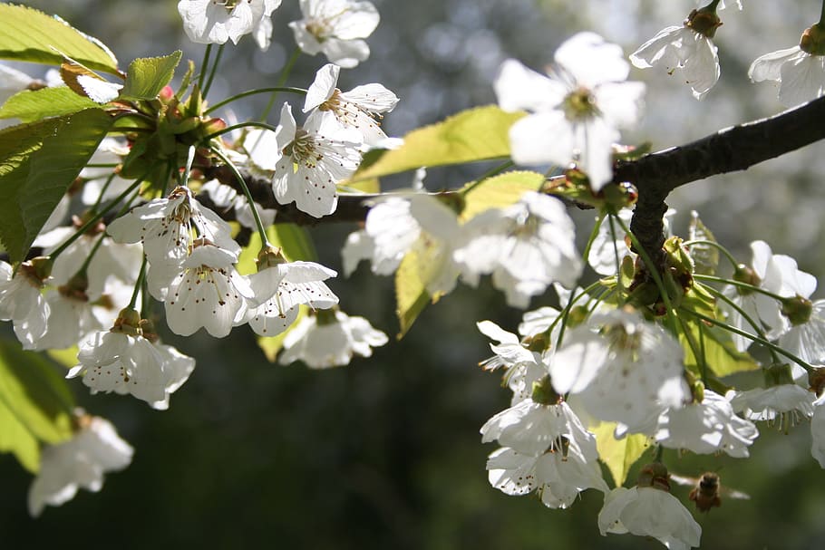 flower, sprig, tree, nature, flowering, blooming tree, sprig of flowers HD wallpaper