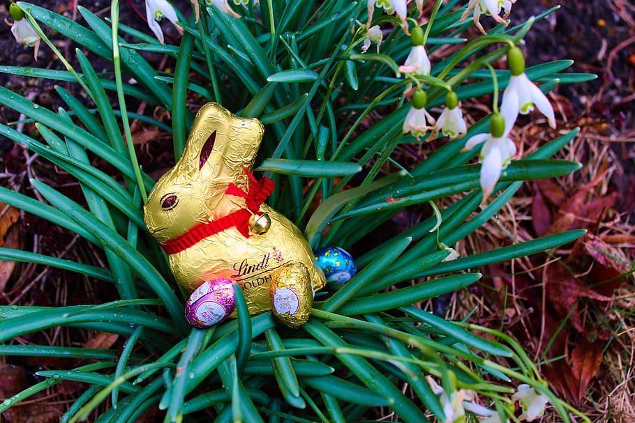 nature, flower, grass, easter, green color, representation HD wallpaper