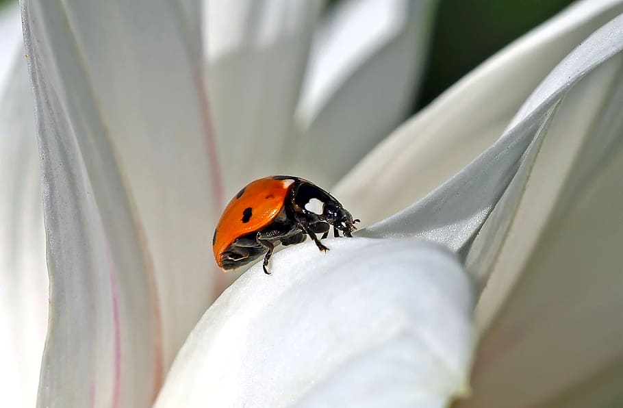ladybird on white surface, insect, nature, live, invertebrate HD wallpaper