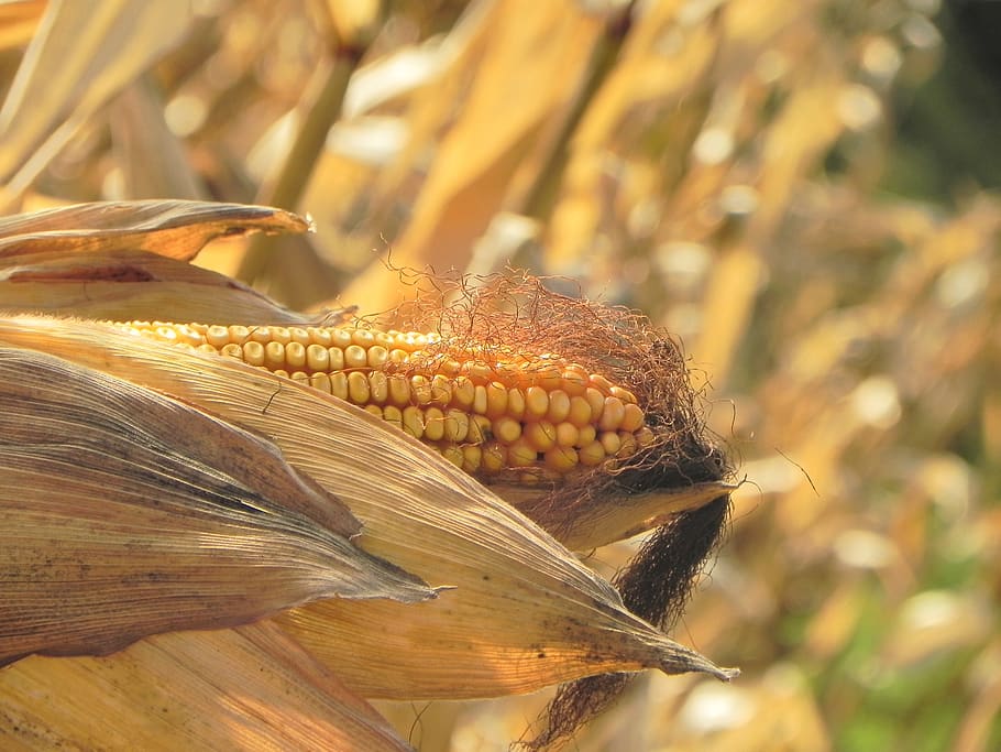 corn, maize, plant, grain, food and drink, corn on the cob HD wallpaper