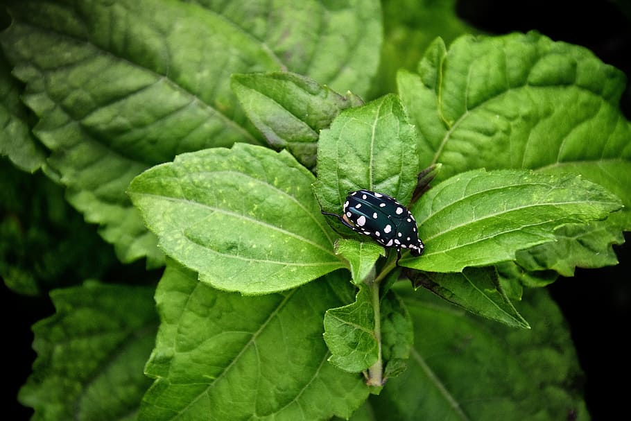 insect, bug, green, leaves, plant, vignette, beetle, plant part HD wallpaper
