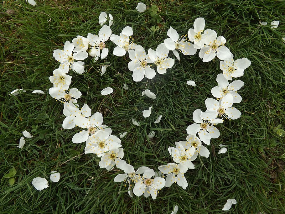heart-shaped white petaled flowers, spring, design, beauty HD wallpaper