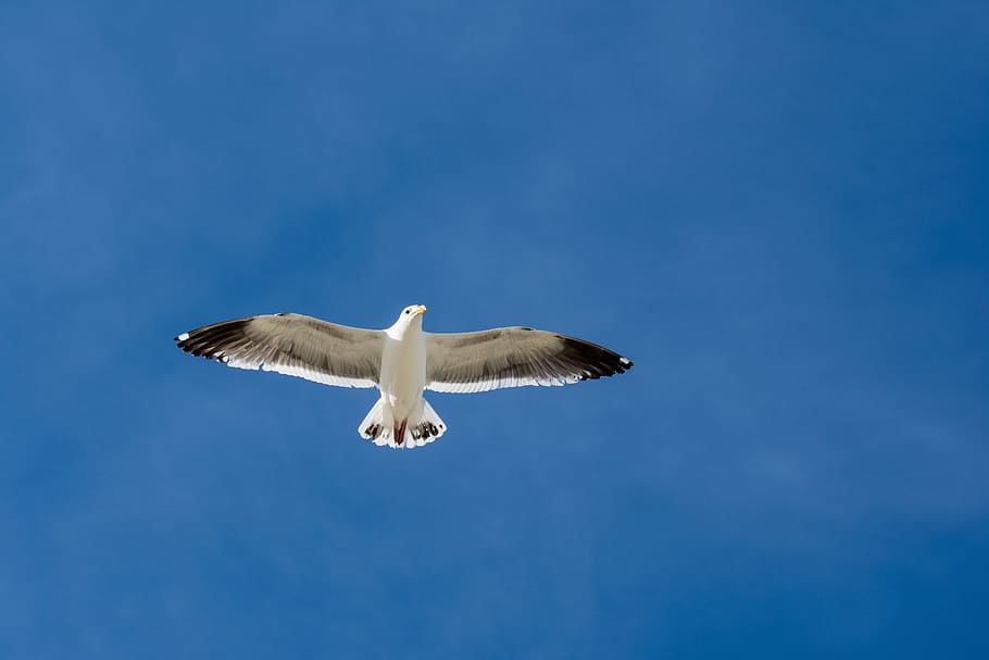 seagull, sky, bird, flying, animals in the wild, animal wildlife HD wallpaper