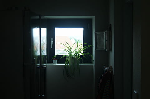 green linear leafed plant near window, green potted plant inside room HD wallpaper