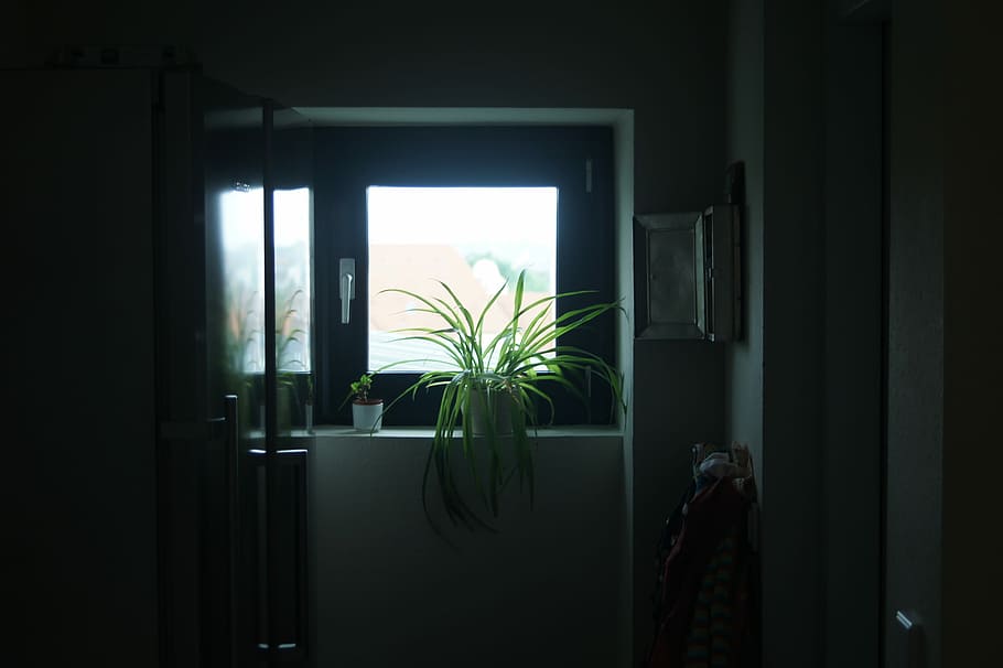 green linear leafed plant near window, green potted plant inside room HD wallpaper