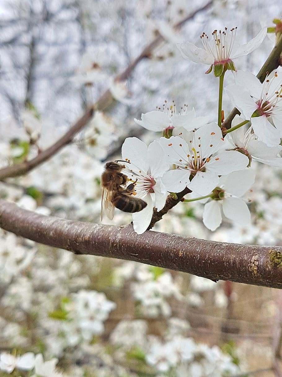 spring, bee, cherry blossom, cherries, plant, flower, flowering plant HD wallpaper