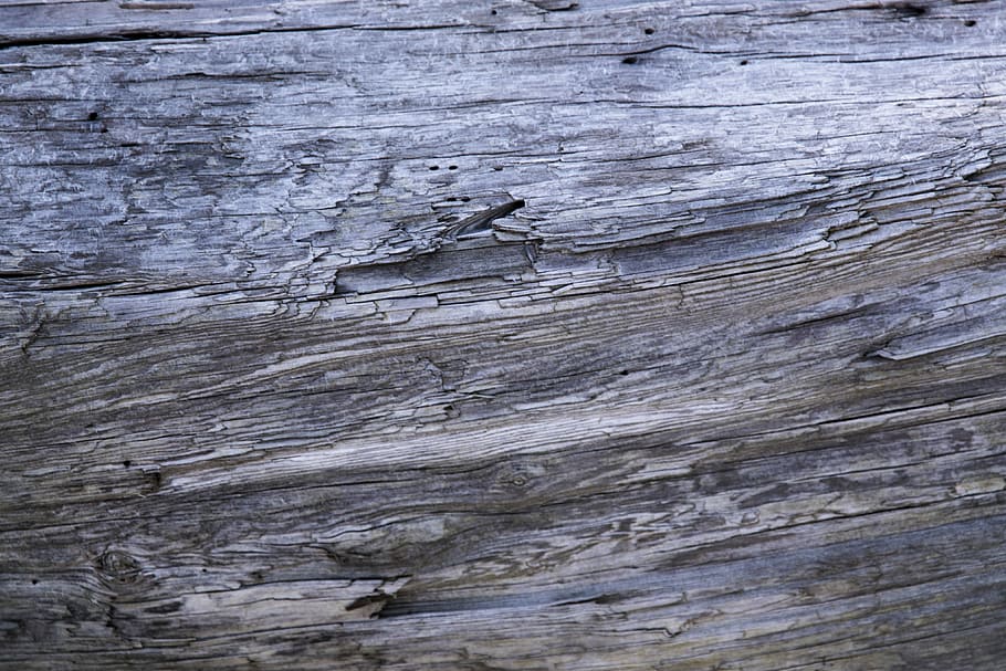 Wood, untitled, nature, tree, texture, pattern, backgrounds, full frame HD wallpaper