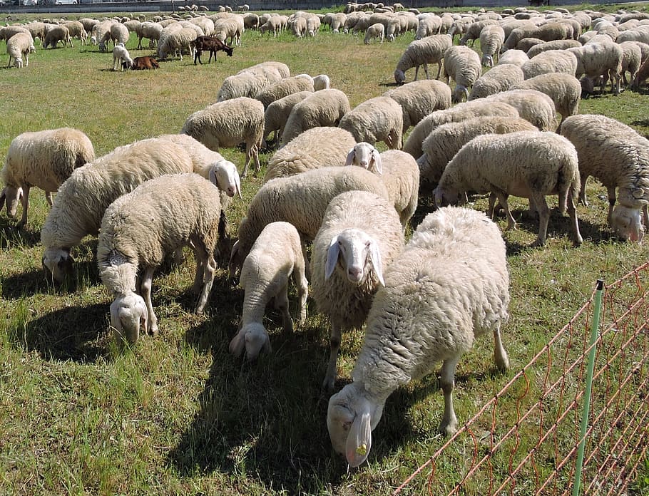 sheep, flock, grass, prato, green, animal, mammal, livestock HD wallpaper
