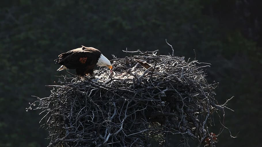 Bald Eagles, Eagles, Nest, Birds, feeding, predators, prey, HD wallpaper
