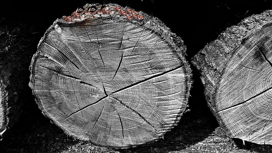 wood, bale, logs, tree, felling, wooden balls, nature, slice HD wallpaper