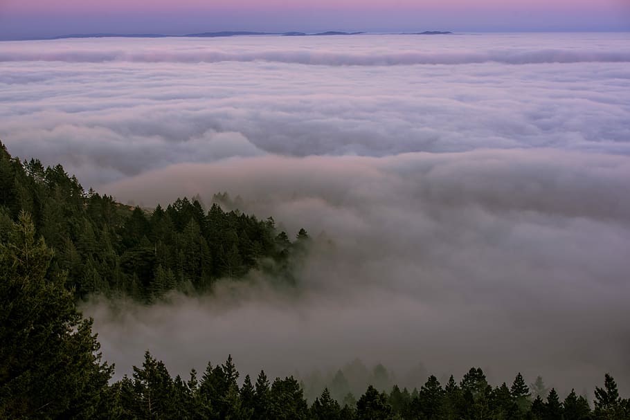 green trees covered with fogs under blue sky during daytime, trees near clouds HD wallpaper